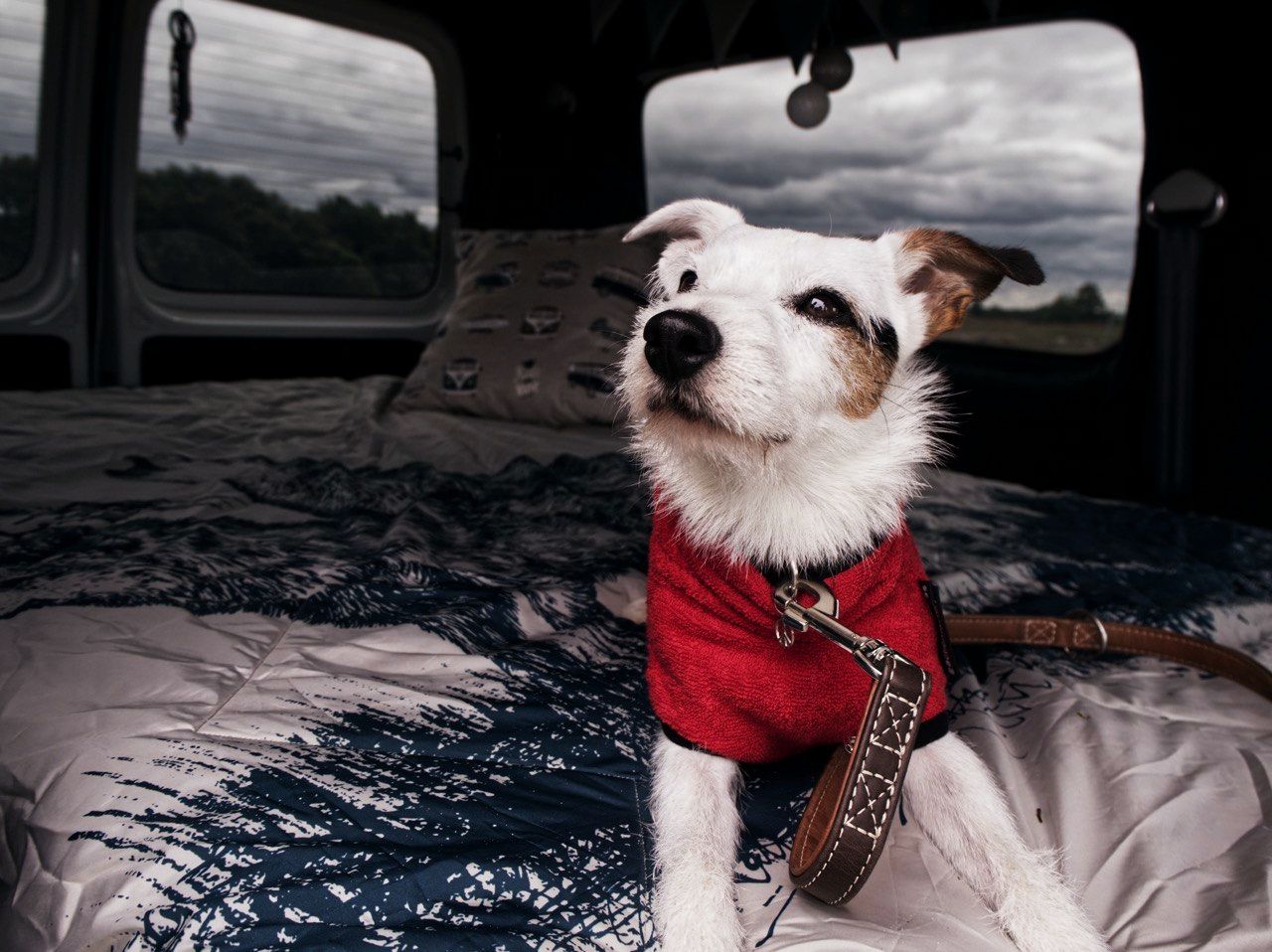 Lemmy sitzt im roten Hundebademantel auf einer Decke mit Wölfen im Caddy